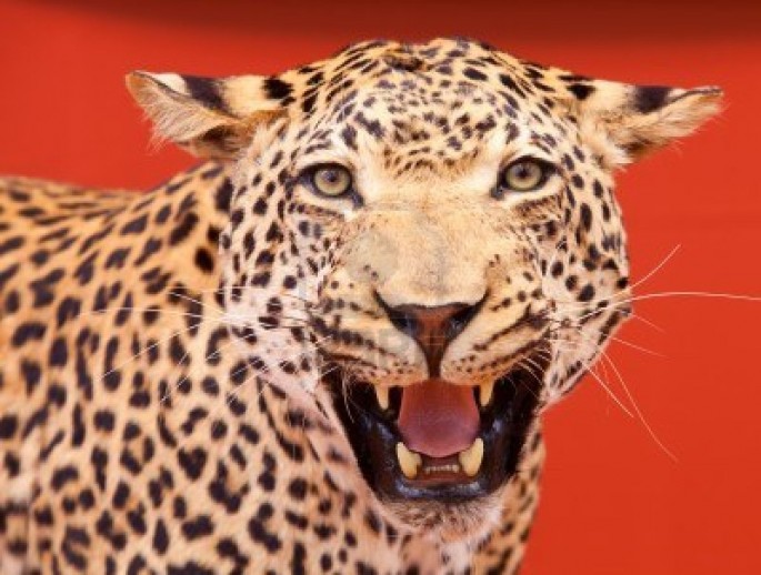 7050548-nice-portrait-of-a-leopard-stuffed-with-red-background